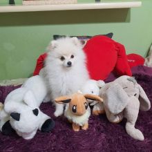 Teacup Pomeranian Puppies Available For New Homes