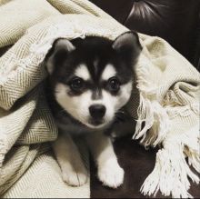 Alaskan Klee Kai Puppies 🐾