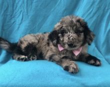 Aussiedoodle Puppies ready to be adopted