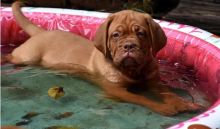 Dogue de Bordeaux puppies