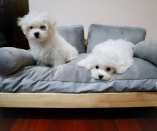 Male and female Maltese puppies available.