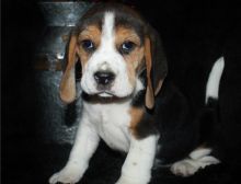 Tri-colour of Beagle Puppies