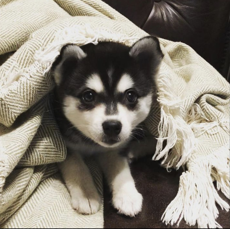 Alaskan Klee Kai Puppies 🐾 Image eClassifieds4u