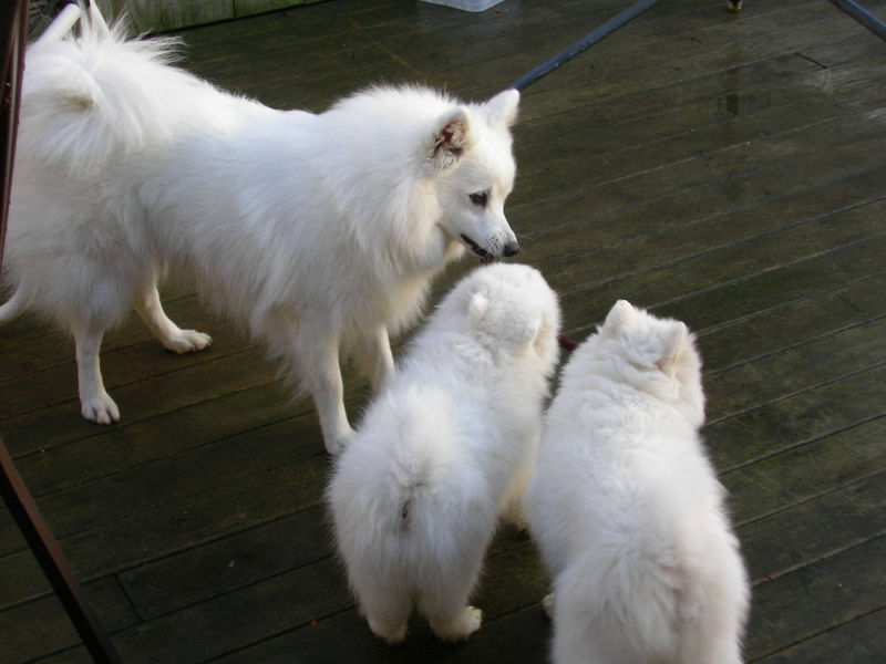 Japanese Spitz Puppies Image eClassifieds4u