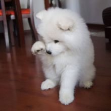 Beaultyful Samoyed puppies for rehoming Image eClassifieds4u 2