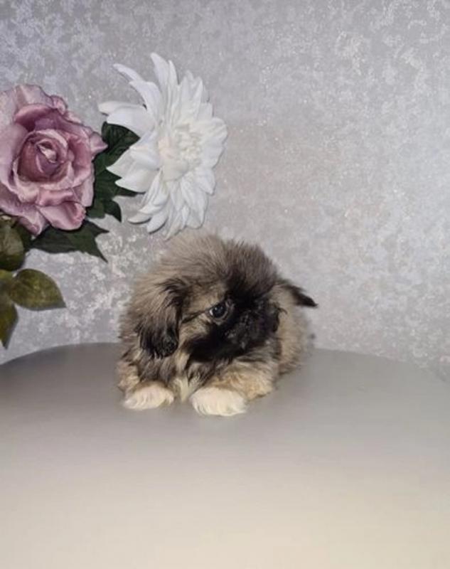 Pekingese Puppies 🐩🐶 Image eClassifieds4u