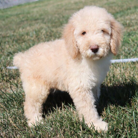 ♥✿Adorable Toy Poodle Puppies For Sale✿✿Email at⇛⇛[litiahaven@gmail.com] Image eClassifieds4u