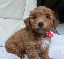 ♥✿Adorable Toy Poodle Puppies For Sale✿✿Email at⇛⇛[litiahaven@gmail.com]