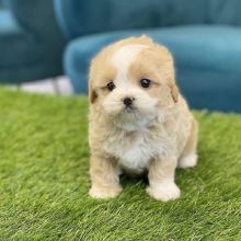 Adorable outstanding male and female Poodle Puppies for adoption
