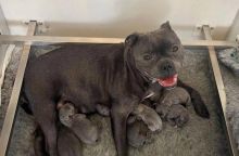 Blue and healthy Staffordshire Bull Terrier puppies