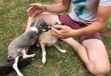 Family of Italian Greyhound Puppies