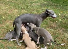 Italian Greyhound Puppies available