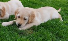 Purebred Golden Retriever puppies