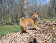 Red Shiba Inu Puppies