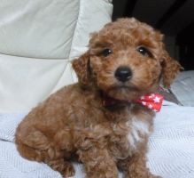 ♥✿Adorable Toy Poodle Puppies For Sale✿✿Email at⇛⇛[litiahaven@gmail.com] Image eClassifieds4U