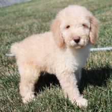 ♥✿Adorable Toy Poodle Puppies For Sale✿✿Email at⇛⇛[litiahaven@gmail.com] Image eClassifieds4U
