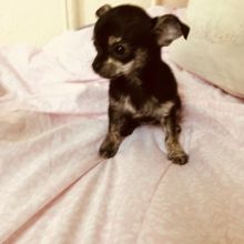 Pretty Chihuahua Puppies for adoption 😍🐶 Image eClassifieds4U