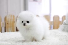 White Tcup Pomeranian puppies Image eClassifieds4U