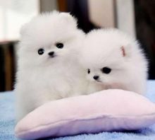 White Tcup Pomeranian Puppies for great homes Image eClassifieds4U