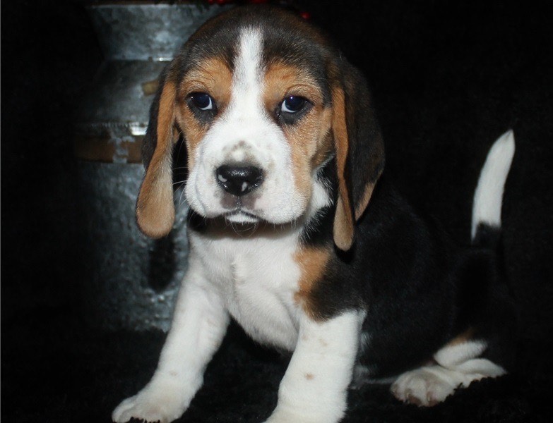 Purebred Tri-colour of Beagle Puppies Image eClassifieds4u
