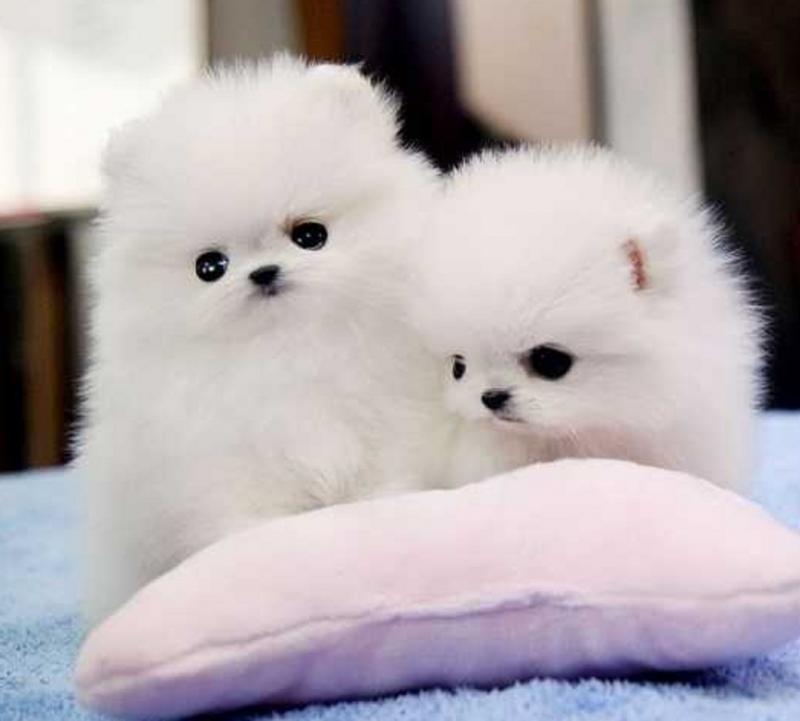 White Tcup Pomeranian Puppies for great homes Image eClassifieds4u