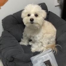 Adorable maltese puppies for adoption