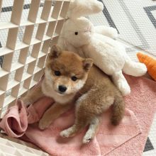 Adorable shiba inu puppies for free adoption