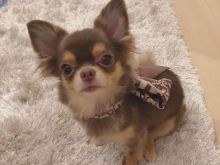 Amazing chihuahua puppies for adoption