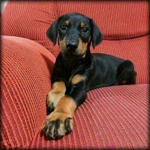 Amazing doberman puppies for adoption