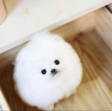 pretty pomeranian puppies for free adoption