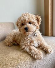 Smart maltipoo puppies for adoption.