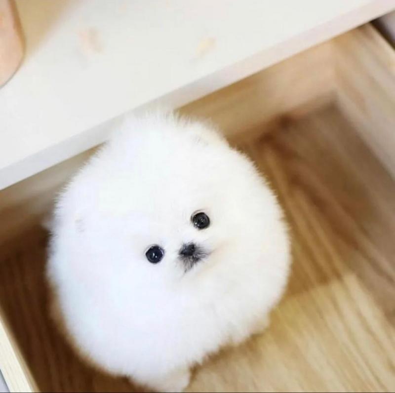 pretty pomeranian puppies for free adoption Image eClassifieds4u