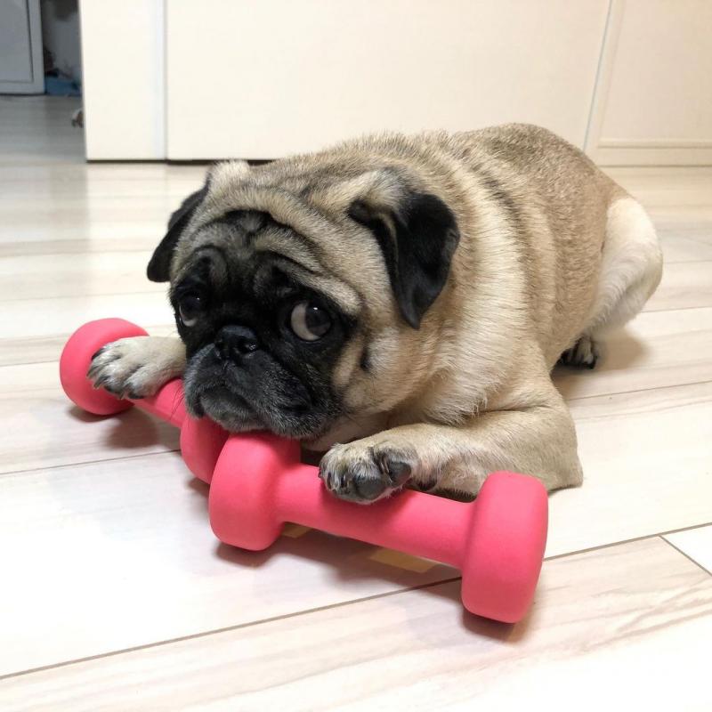 smart pug puppies for adoption. Image eClassifieds4u