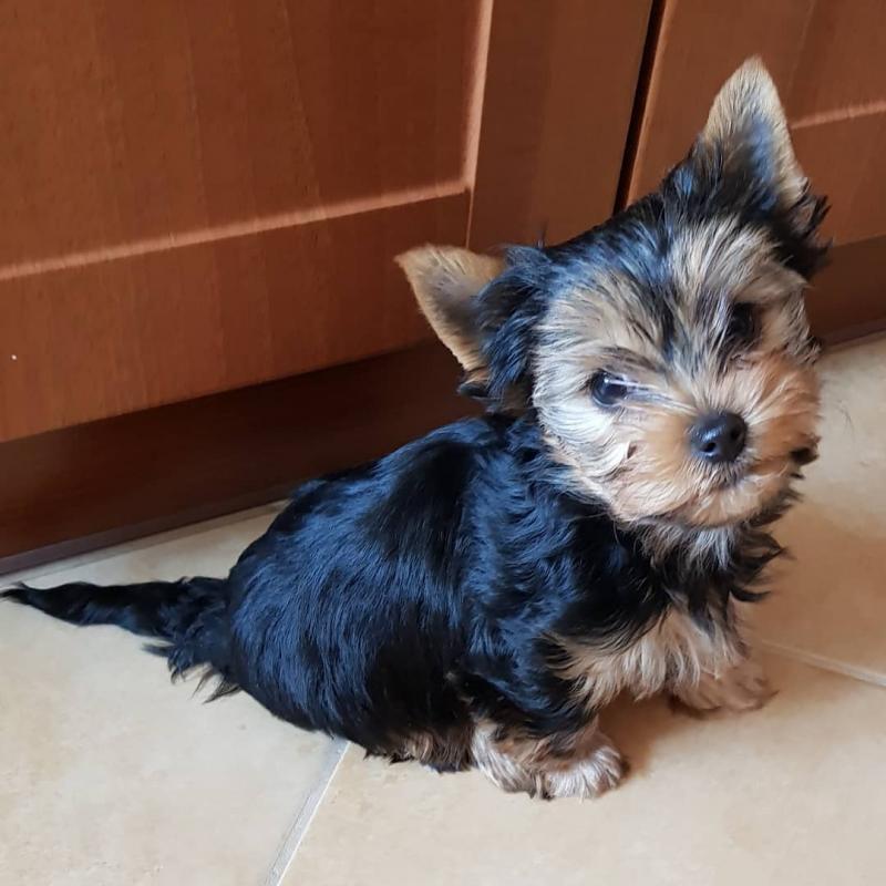smart teacup yorkie puppies for adoption. Image eClassifieds4u
