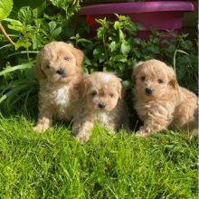 ♥✿Adorable Maltipoo Puppies