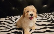 Adorable Apricot Maltipoo puppies Parent Health Tested