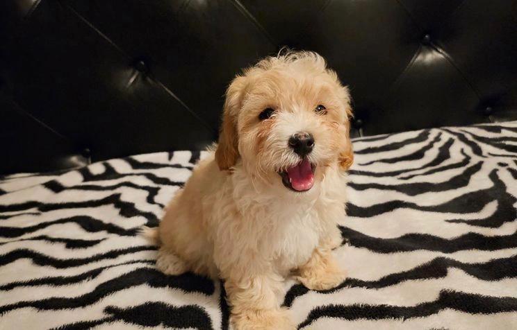 Adorable Apricot Maltipoo puppies Parent Health Tested Image eClassifieds4u