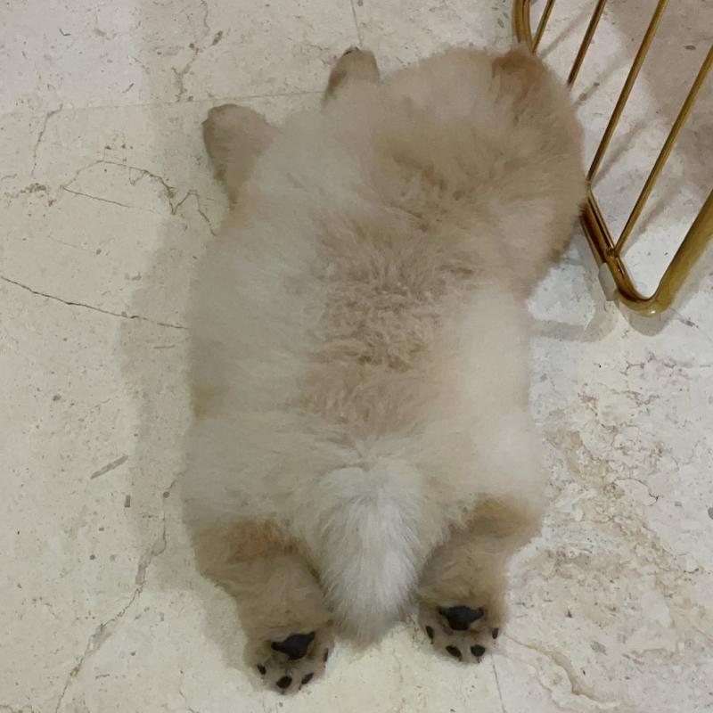 ??Baby chow chow puppies For New Looking Home?? Image eClassifieds4u