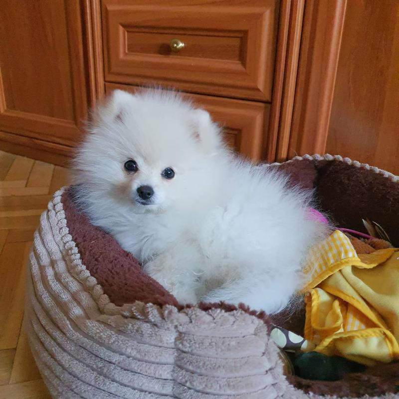 Cute T-cup Size Pomeranian puppies for Re-homing. Image eClassifieds4u