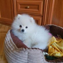 Cute T-cup Size Pomeranian puppies for Re-homing.