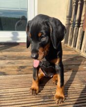 Doberman puppies available in good health condition for new homes