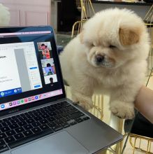 Healthy Chow Chow Puppies