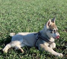 Siberian Husky puppies available in good health condition for new homes