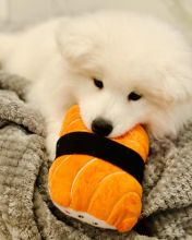 Samoyed (Boy & Girl)