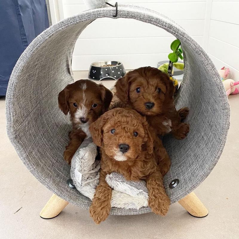 Cavoodle puppies Image eClassifieds4u