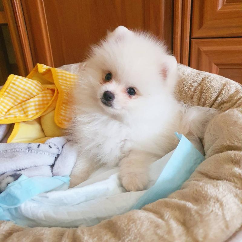 Healthy and VERY friendly CKC Mini Pomeranian pups!@ Image eClassifieds4u