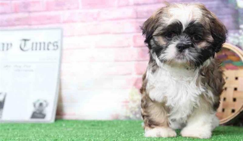 😍Pretty Shih Tzu Puppies 🐶 for adoption Image eClassifieds4u