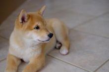 beautiful Shiba Inu puppies are looking for loving homes