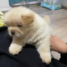 Well trained chow chow puppies for adoption