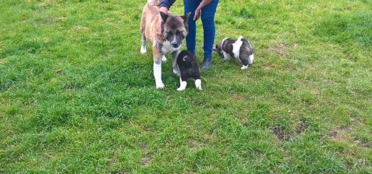 Akita Inu Puppies for re homing /Adoption Image eClassifieds4u